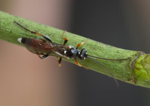 Spilothyrateles sp.