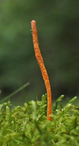 žezlovka hmyzová / housenice červená