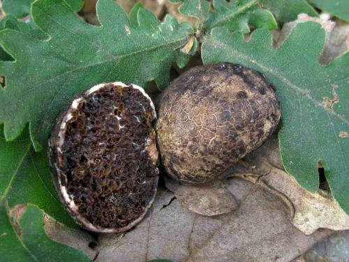 mäsovka / masovka hvězdovýtrusá