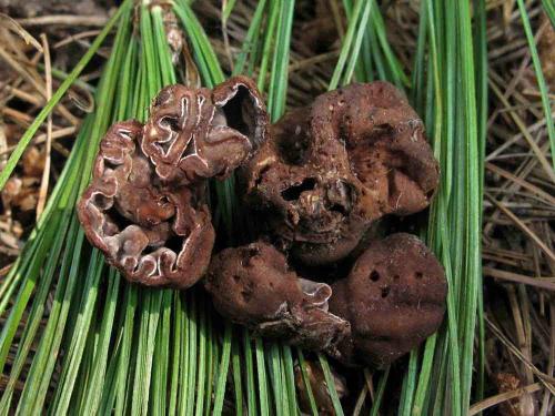 komôrkovka Michaelova / oříškovec Michaelov