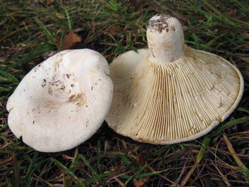 Lactifluus bertillonii