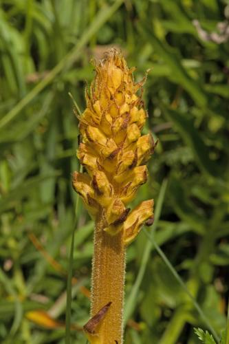 zaraza bližšie neurčená