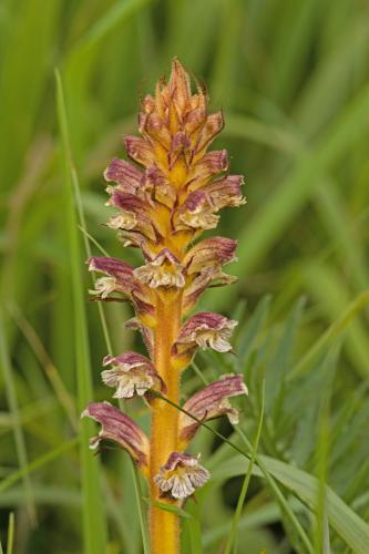 zaraza bližšie neurčená