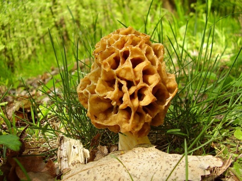 smrčok jedlý / smrž obecný