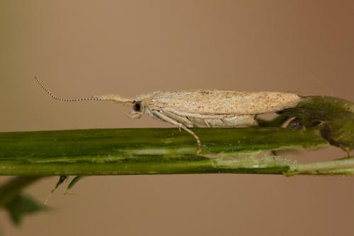 rúrkovček štítkatý