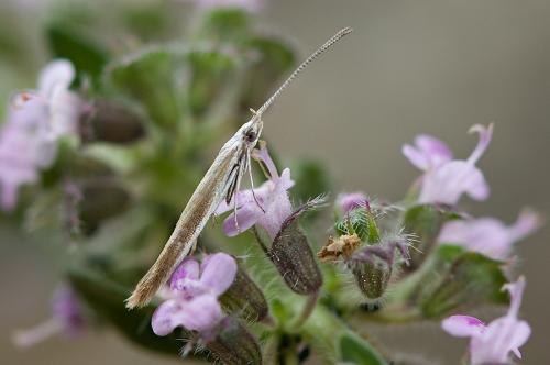 rúrkovček prútnatcový
