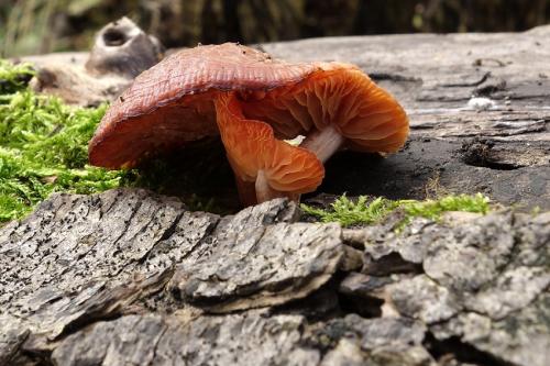 červenáčik obyčajný / hlívovec ostnovýtrusný