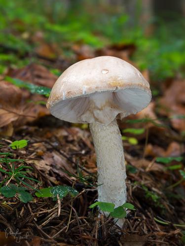 slizovnica slzivá / slizobedla slzivá
