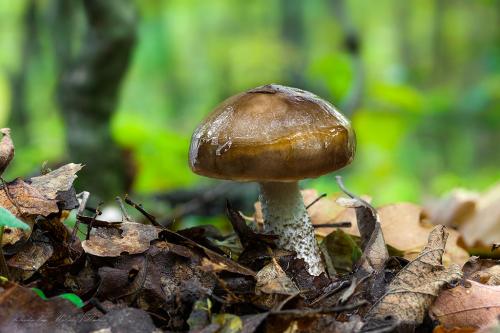 šťavnačka Persoonova / šťavnatka dvoubarvá