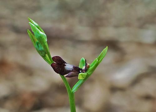 hmyzovník muchovitý