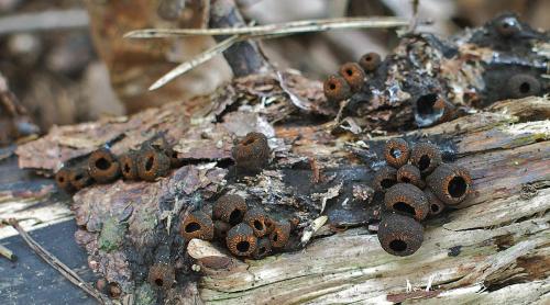 pakorienkovka čierna / ohnivec černý