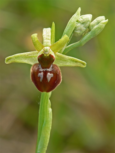 hmyzovník pavúkovitý