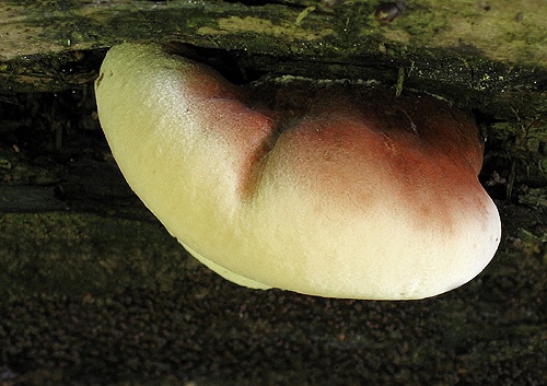 láziochlena Pouzarova / smolokorka buková