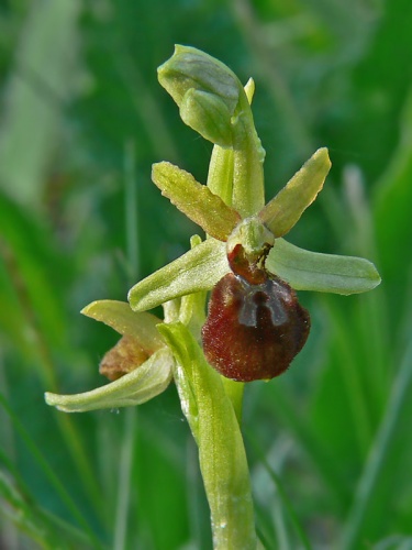 hmyzovník pavúkovitý