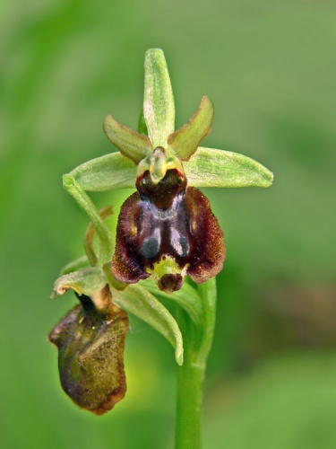 hmyzovník pavúkovitý