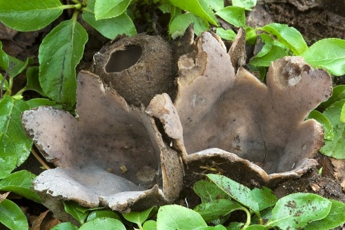 hrobnička / hrobenka písečná