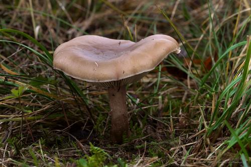 pôvabnica voňavá / čirůvka kosatcová