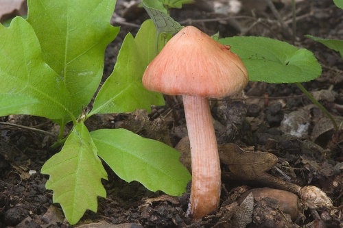 vláknica Godeyova / vláknice Godeyova