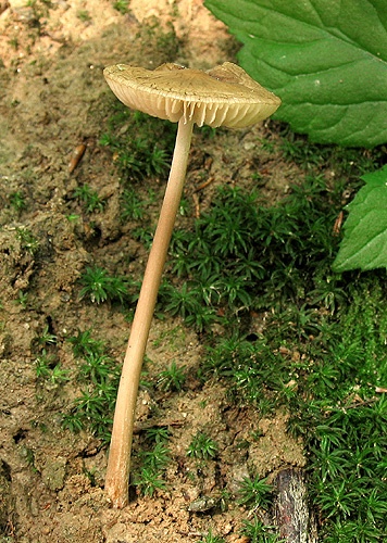 zamatka koreňujúca / penízovka kořenující
