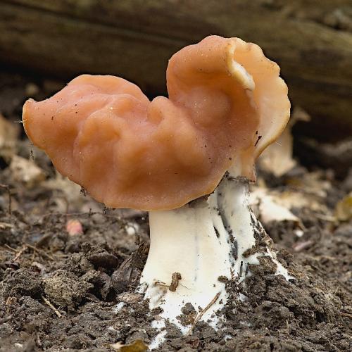 ušiak zväzkovitý / ucháč svazčitý