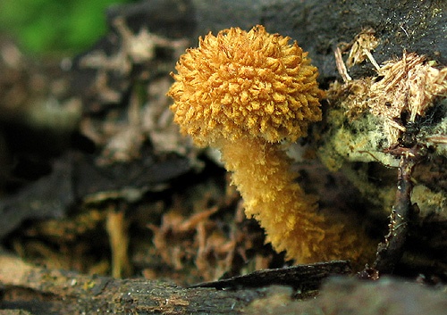 flamulaster ovešaný / kržatka ostnitá