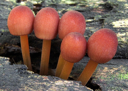 prilbička žltohlúbiková / helmovka žlutonohá