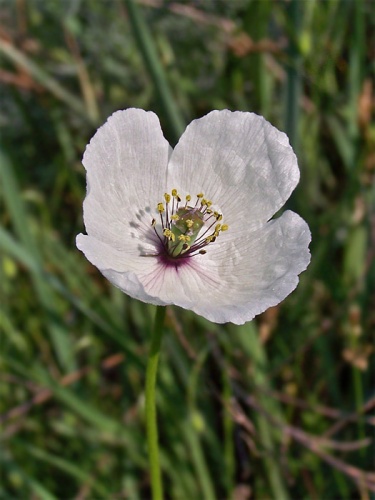 mak pochybný bielokvetý