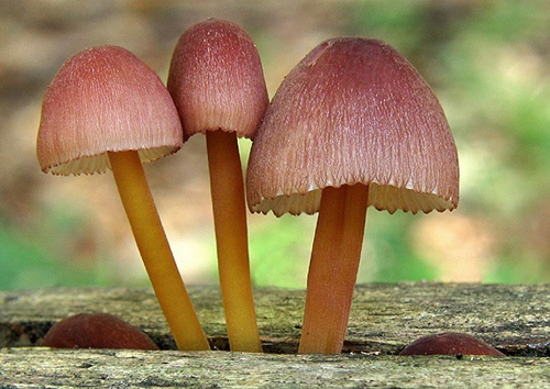 prilbička žltohlúbiková / helmovka žlutonohá