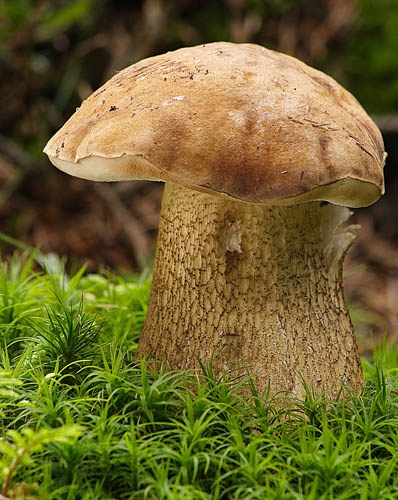 podhríb žlčový / hřib žlučník