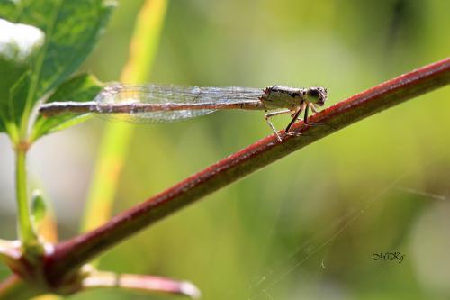 šidielko väčšie / šidélko větší / Common Bluetail