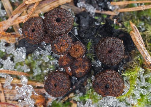 pakorienkovka čierna / ohnivec černý