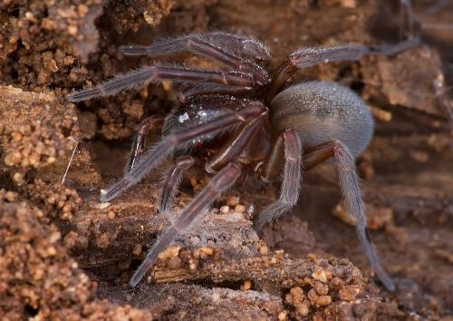 Amaurobius sp.