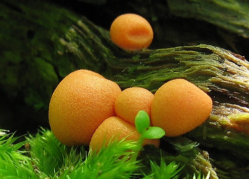 vlčinka červená / vlčí mléko červené