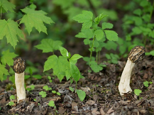 smrčok hybridný / smrž polovolný