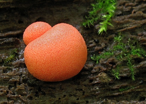 vlčinka červená / vlčí mléko červené