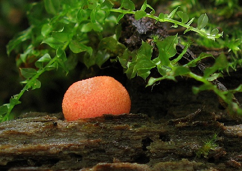 vlčinka červená / vlčí mléko červené