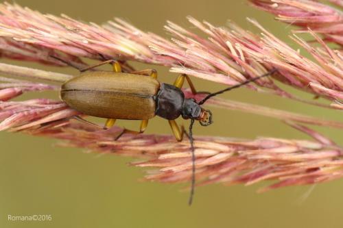 Cteniopodinae