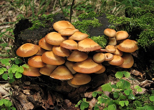 šupinovka menlivá / opěnka měnlivá