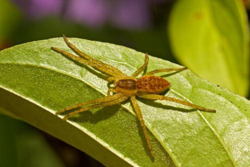 Dolomedes sp.