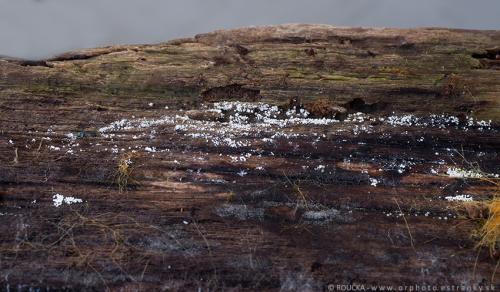 mäkkoblanka vlhkomilná