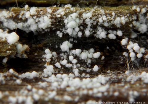 mäkkoblanka vlhkomilná