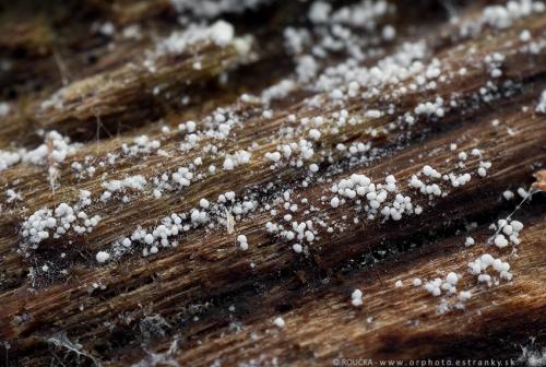 mäkkoblanka vlhkomilná