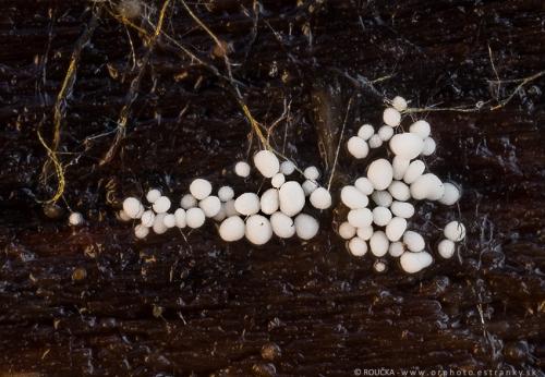 mäkkoblanka vlhkomilná