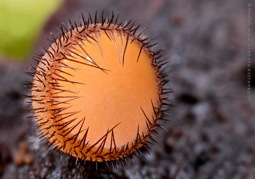 štítovnička / kosmatka