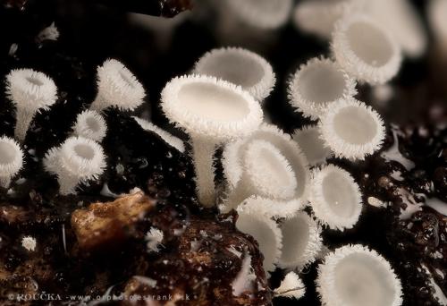 lachnetka biela / chlupáček bělostný