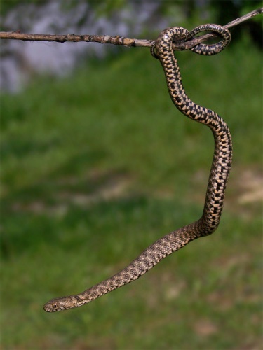 užovka fŕkaná