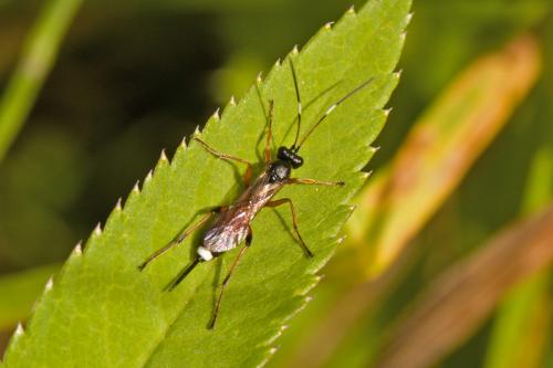 Ichneumoninae sp.