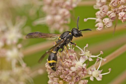 Microdinerus sp.