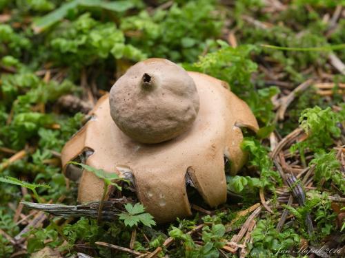 hviezdovka strapkatá / hvězdovka brvitá