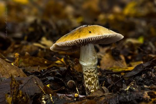 pavučinovec osikový / pavučinec osikový